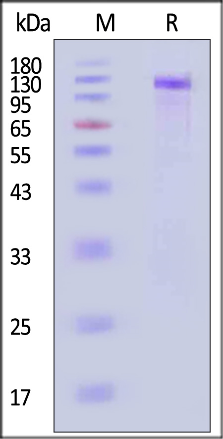 HE2-C82F3-sds