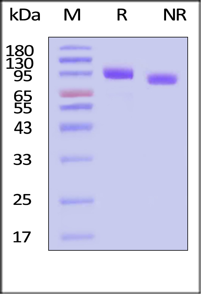 HE2-H82E2-sds