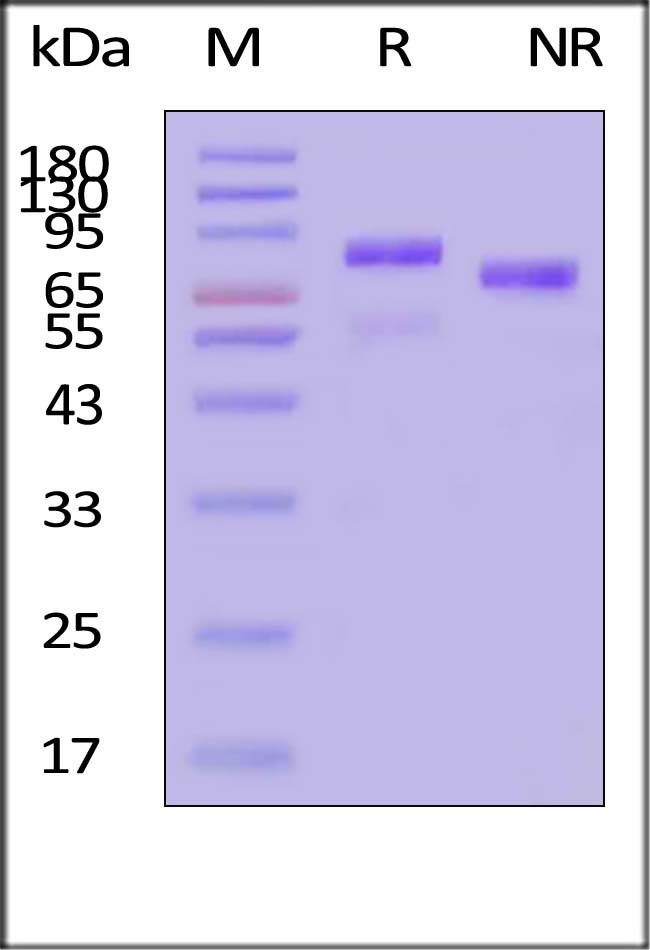 HGF SDS-PAGE