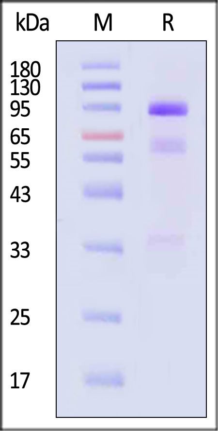 HGF SDS-PAGE