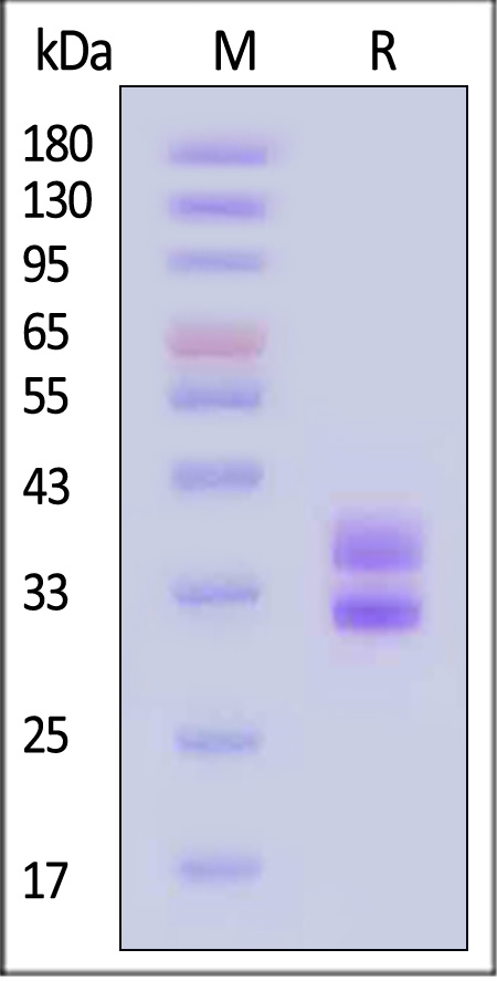 HL1-H82E5-sds