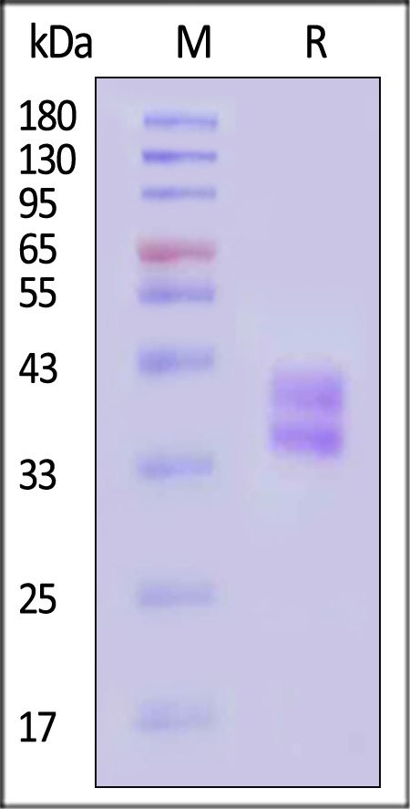 HL1-H82W6-sds