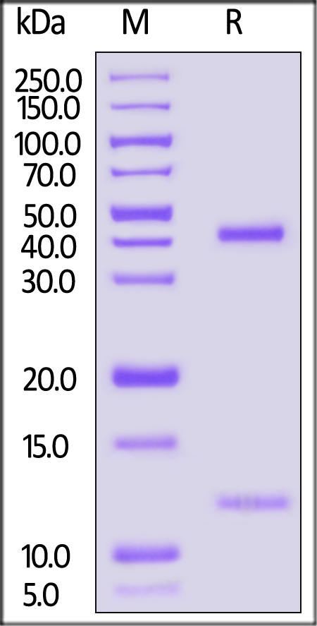 HLA-H82E3-sds