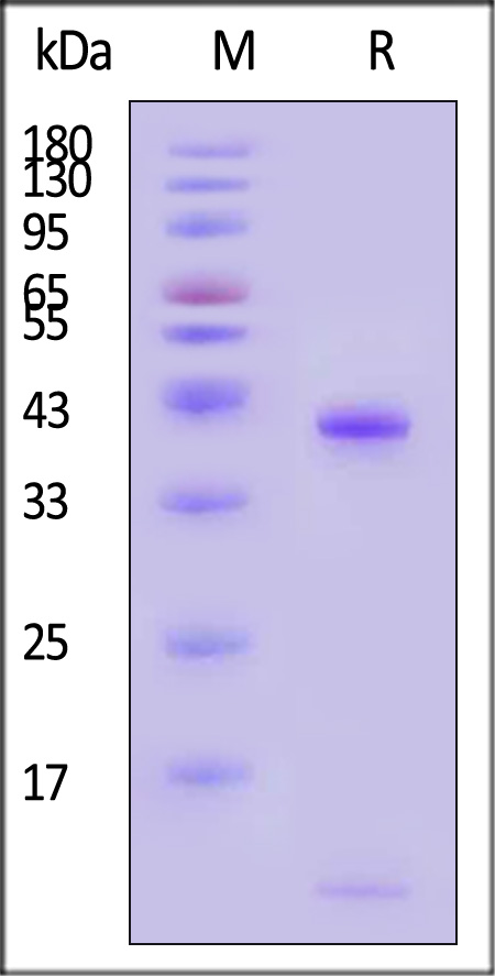 HLA-H82E4-sds