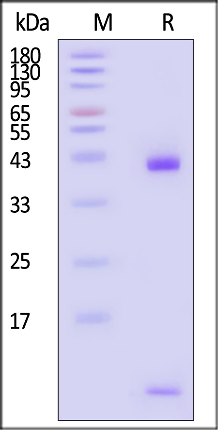 HLA-H82E5-sds