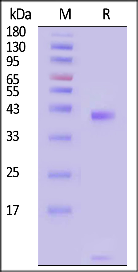 HLE-H82E6-sds