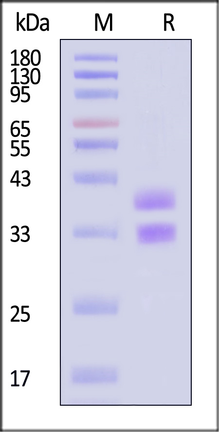 HLM-H82Ea-sds