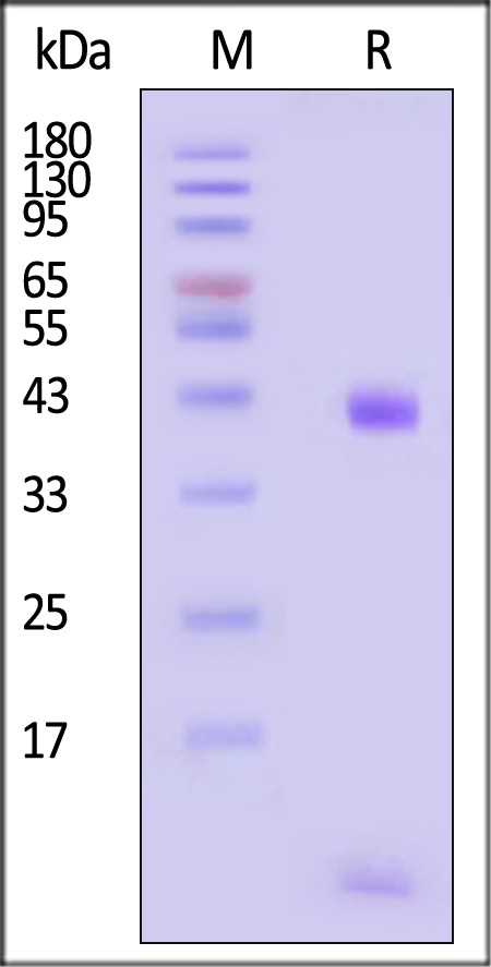 HLM-H82Eg-sds