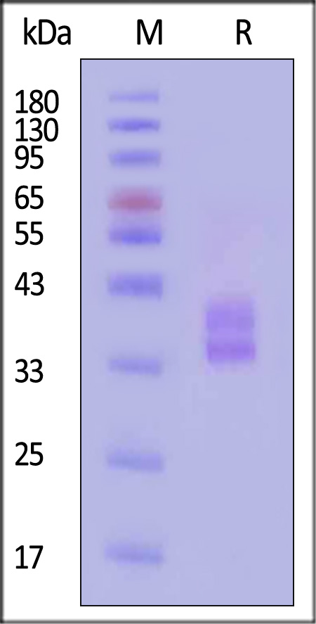 HLP-H82Ed-sds