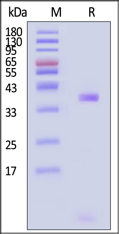 HLR-H82E8-sds