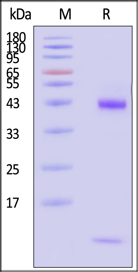 HLS-H52E7-sds