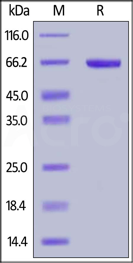 Serum Albumin SDS-PAGE