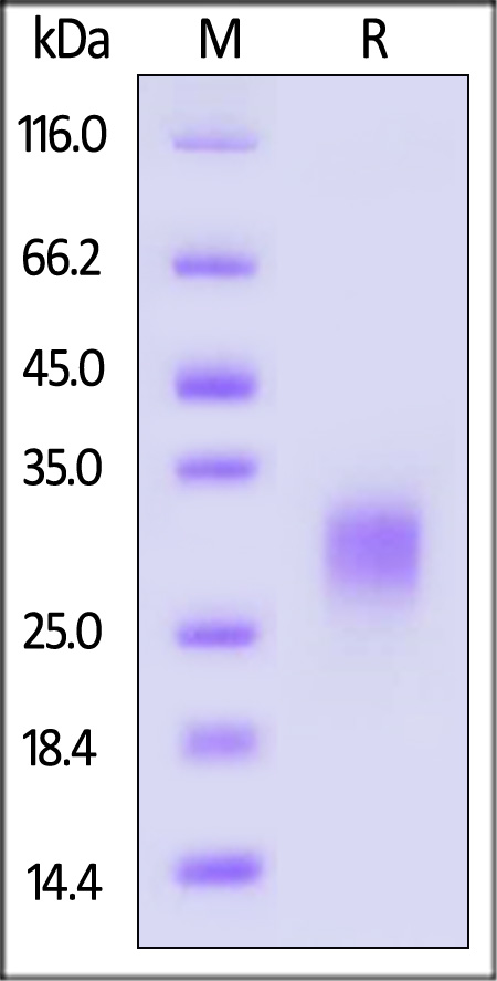 ICS-H52Ha-sds