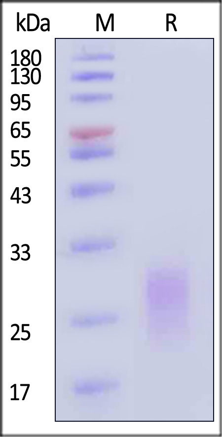 ICS-H82E5-sds