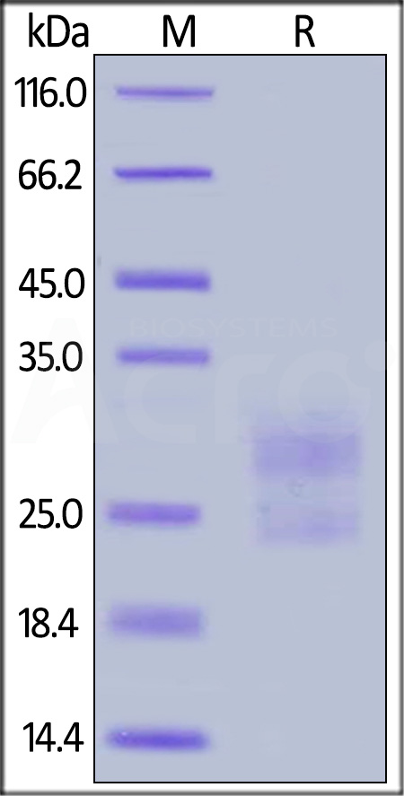 ICS-M52H8-sds