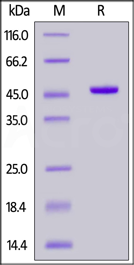 ID1-H51H6-sds