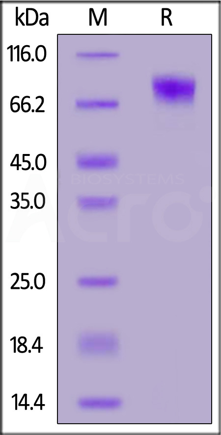 IFN-alpha/beta R1 SDS-PAGE