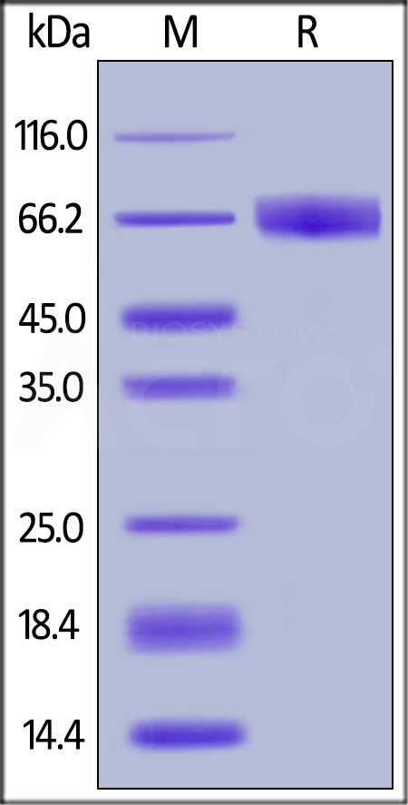 IFN-gamma R1 SDS-PAGE