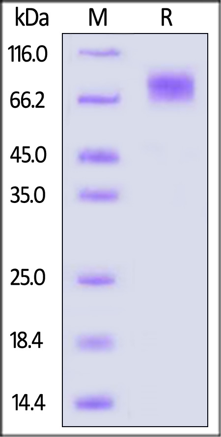 IFN-alpha/beta R1 SDS-PAGE