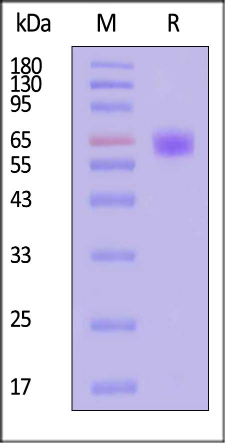 IF1-M5225-sds