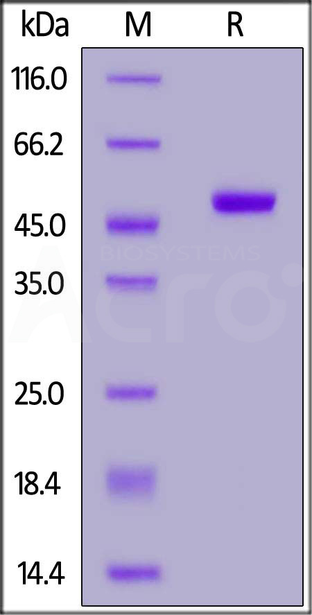 IFN-alpha 2b SDS-PAGE