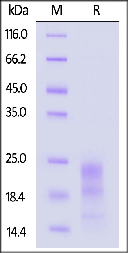 IFG-H4211-sds