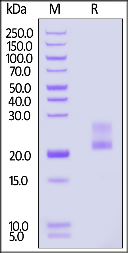 IFN-gamma SDS-PAGE