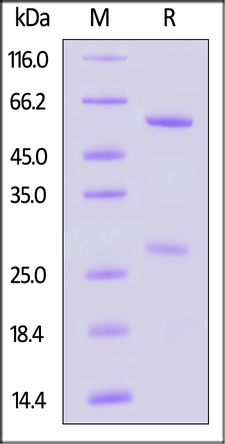 IFN-gamma SDS-PAGE