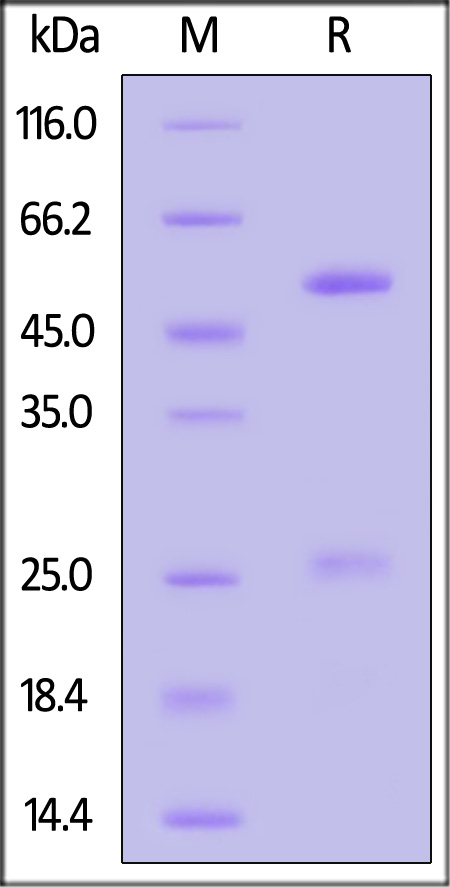 IFN-BM411-sds