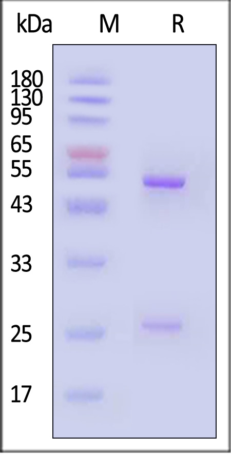 IFN-gamma SDS-PAGE