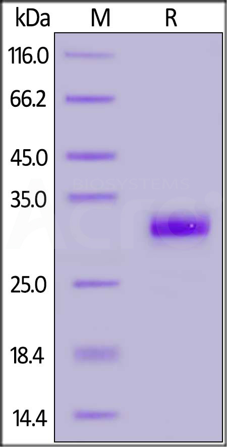 Human IgG Fc, His Tag (Cat. No. IG1-H5225) SDS-PAGE gel