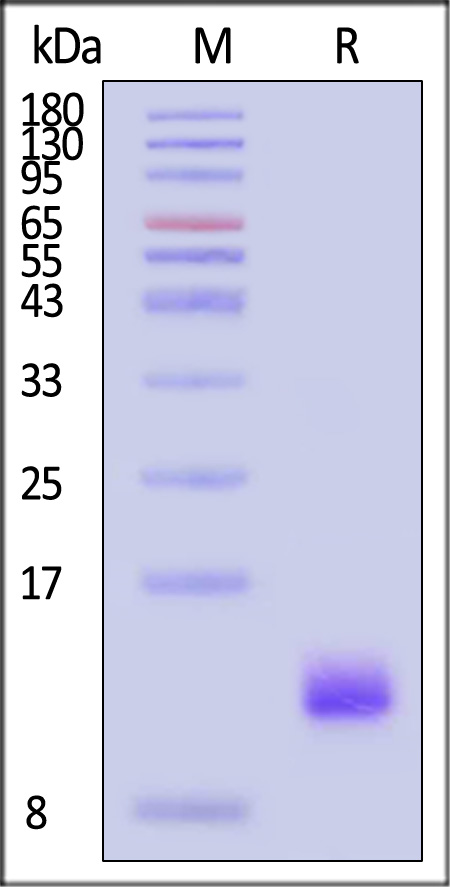 IGF-I SDS-PAGE