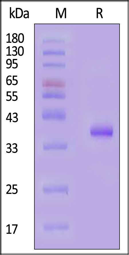 IGF-I SDS-PAGE