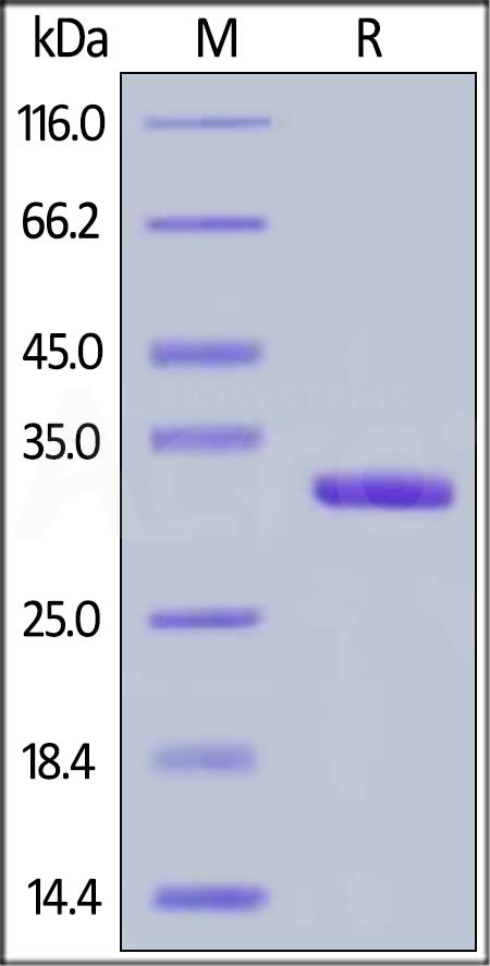 IG1-H52C9-sds