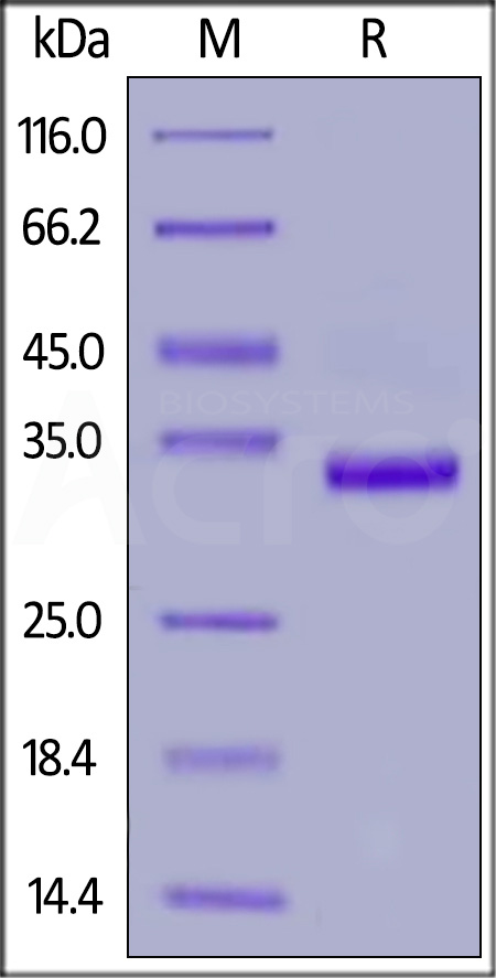 IG1-H52G6-sds