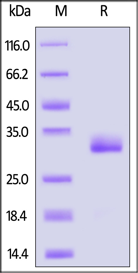 IgG1 Fc SDS-PAGE