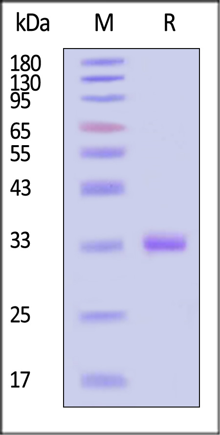 IgG1 Fc SDS-PAGE