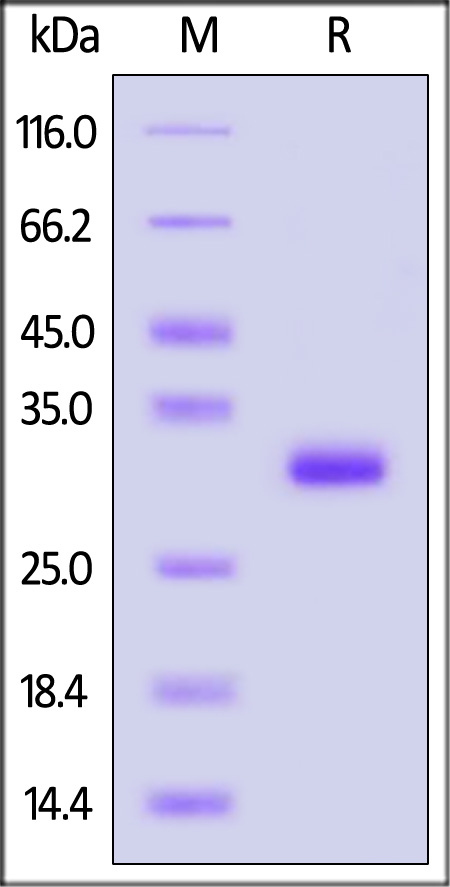 IgG1 Fc SDS-PAGE