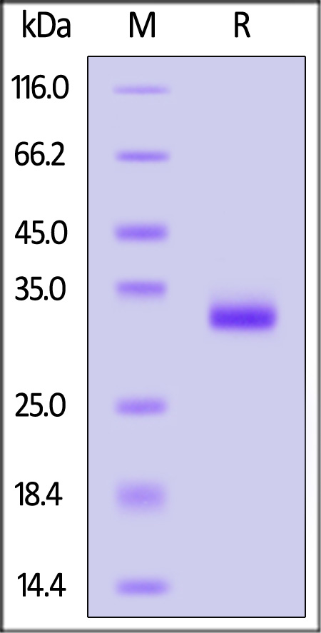 IgG1 Fc SDS-PAGE