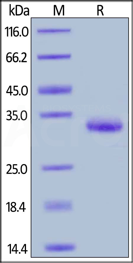 IgG1 Fc SDS-PAGE