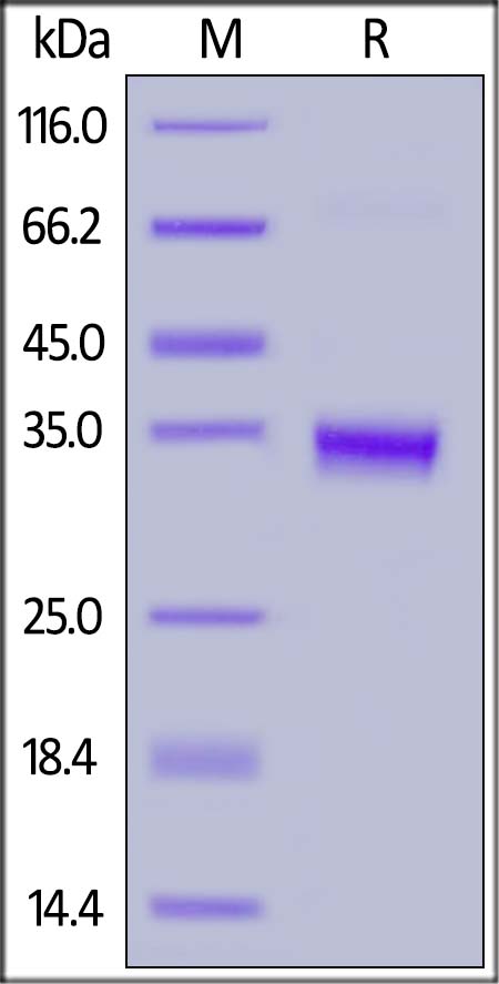 IgG1 Fc SDS-PAGE