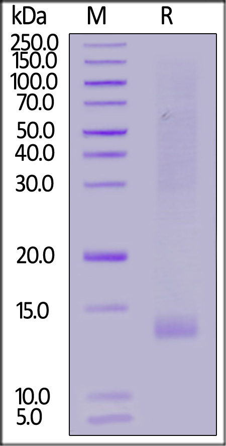 IG1-H82Q6-sds