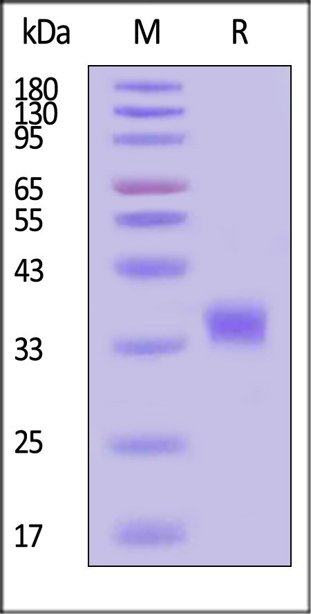 IG1-HC2H3-sds