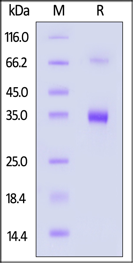 IgG1 Fc SDS-PAGE