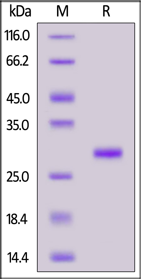 IgG1 Fc SDS-PAGE