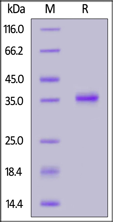 IGF-II SDS-PAGE