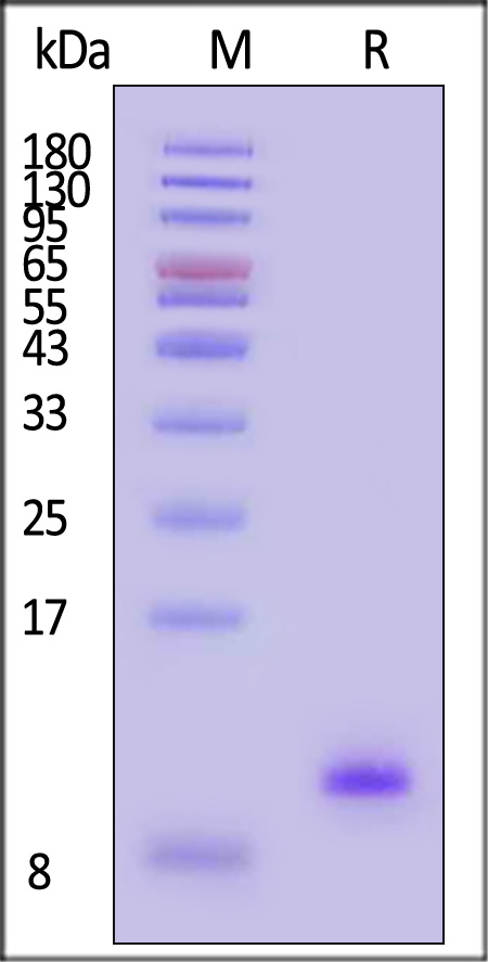 IGF-II SDS-PAGE