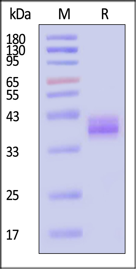 IGF-II SDS-PAGE