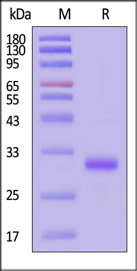 IgG3 Fc SDS-PAGE