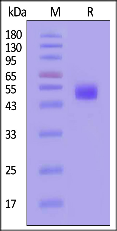 IGE-M52H3-sds